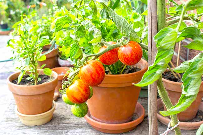 tomato in pot