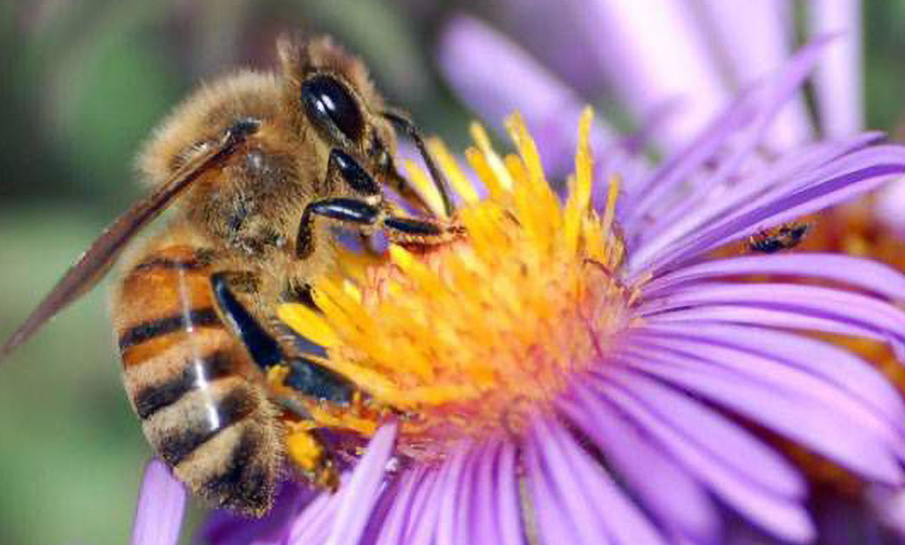 honey bee getting pollen