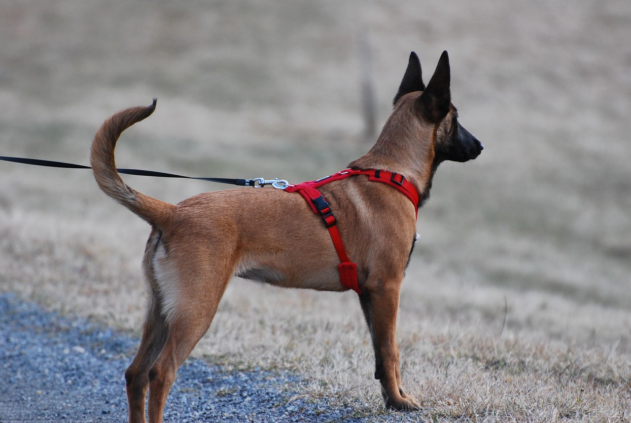 Are Dog Harnesses Safe for Farm Use?