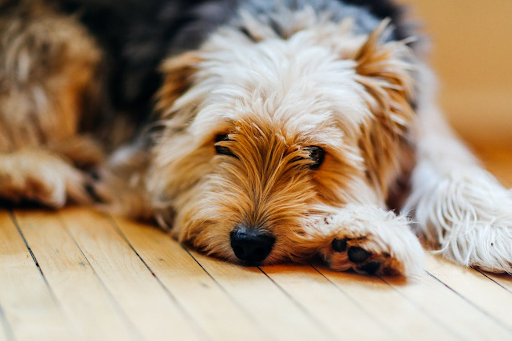 Managing Messes in Multi-Pet Homes